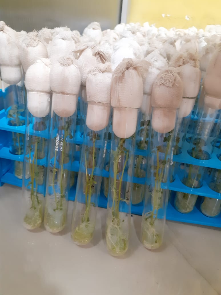 Certified Potato Seeds To Be Produced Through Tissue Culture In West Bengal