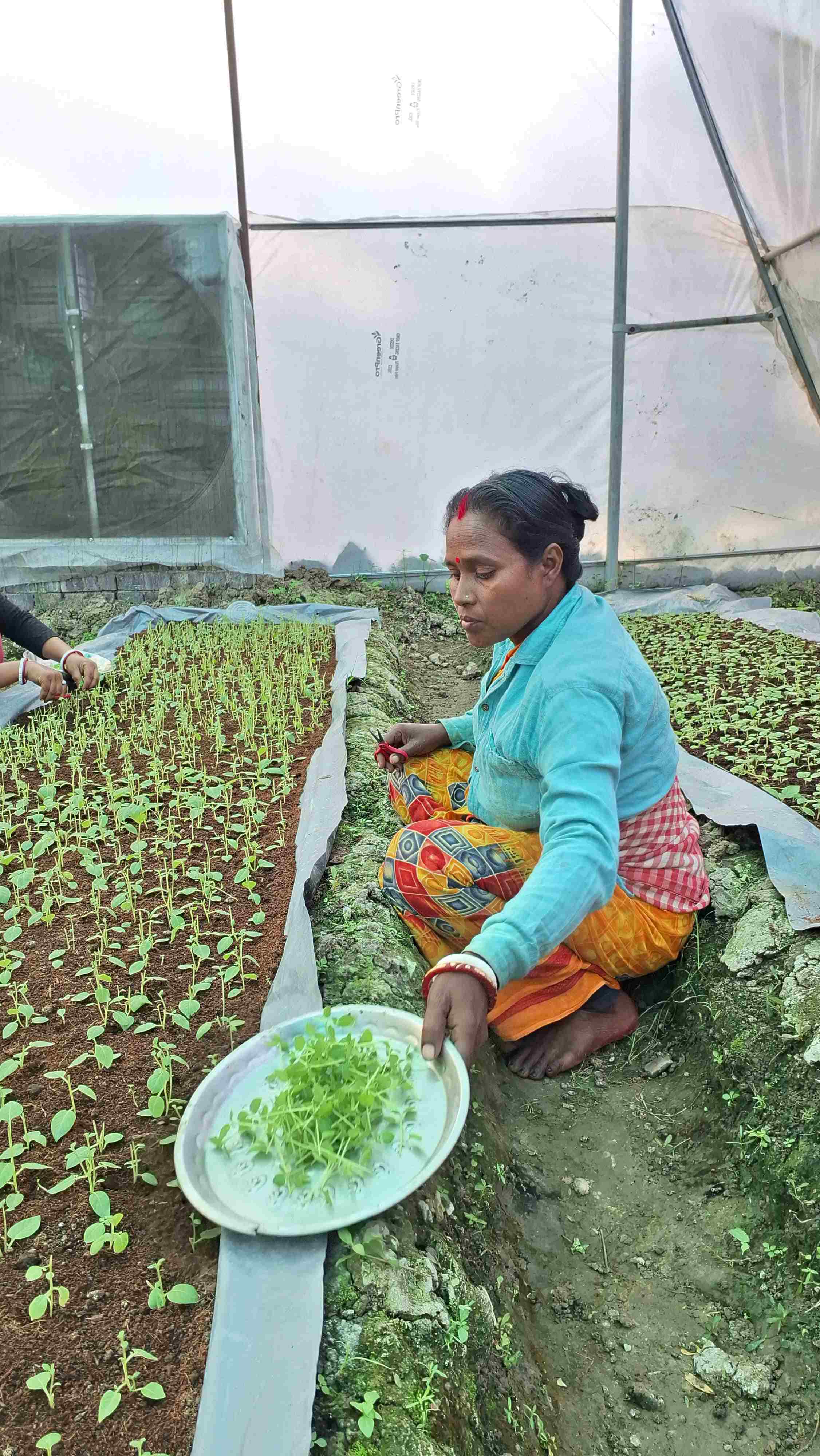 Certified Potato Seeds To Be Produced Through Tissue Culture In West Bengal