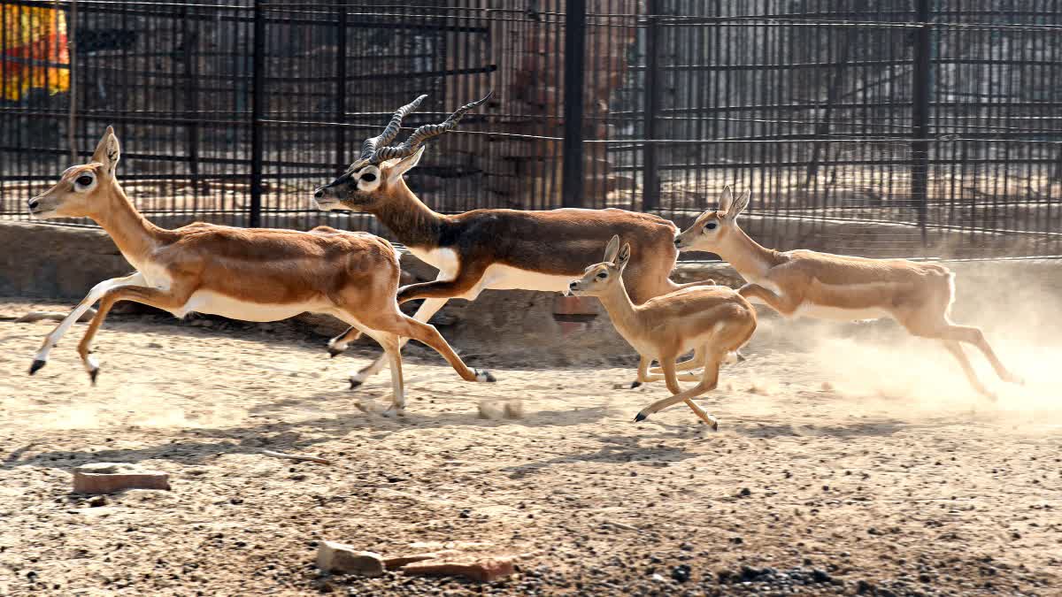 28 blackbucks died at Kittur Rani Chennamma Zoo in Belagavi Karnataka