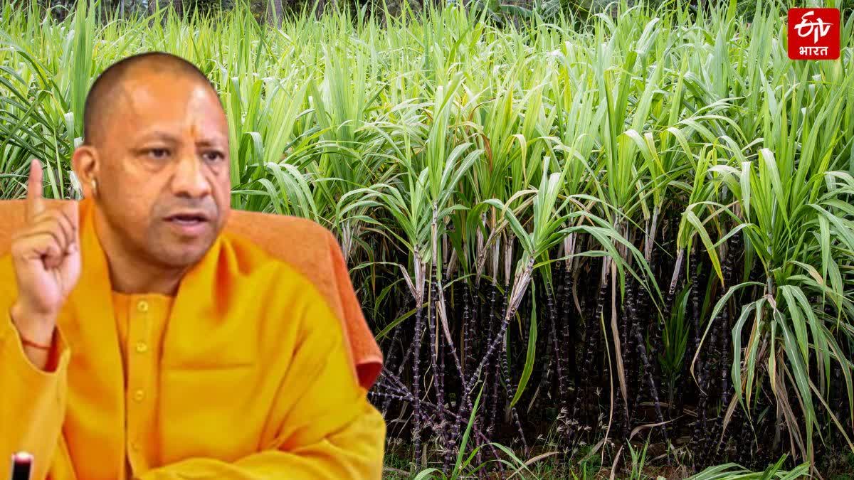 गन्ना विभाग में कार्रवाई.