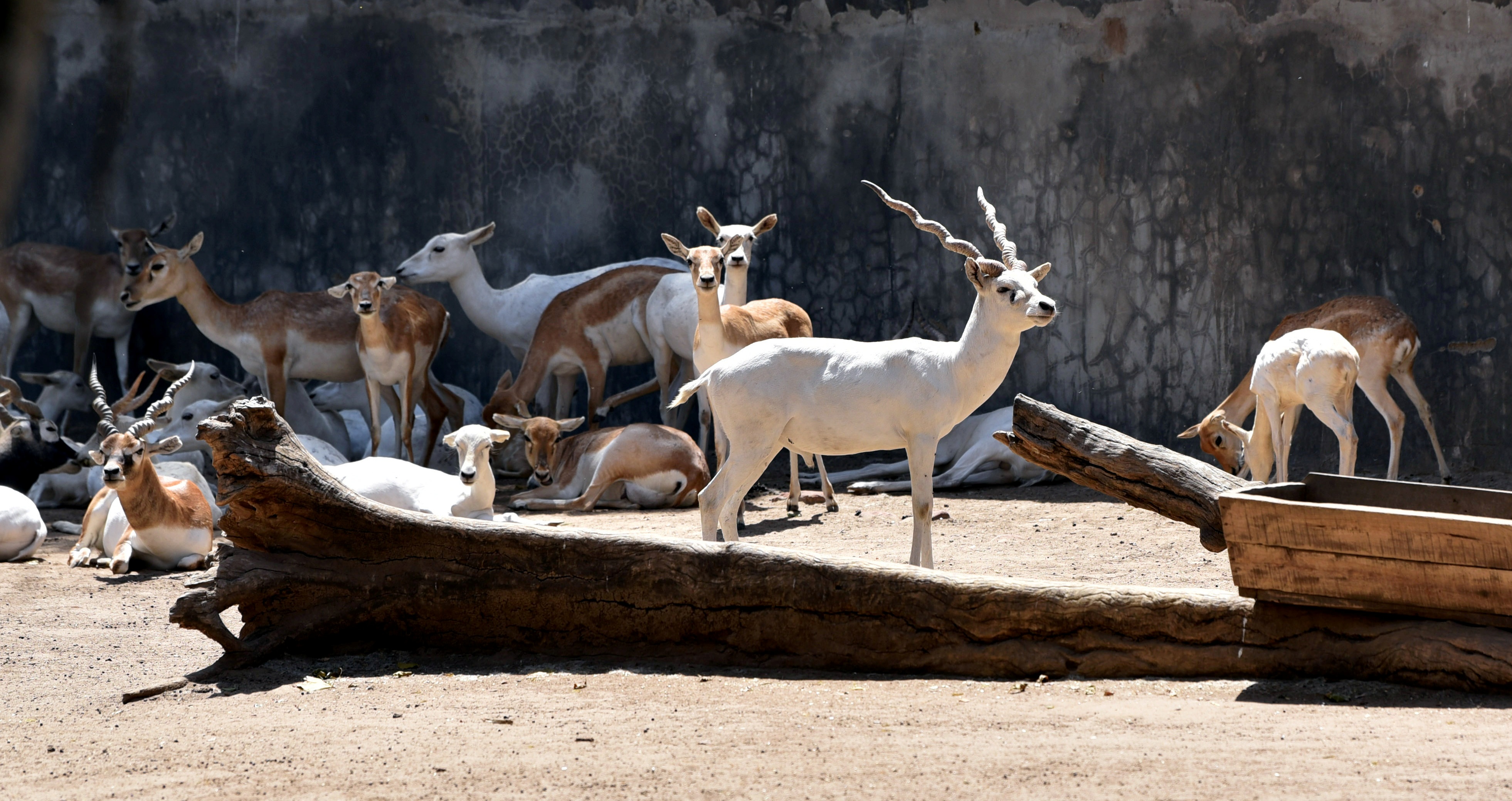 28 blackbucks died at Kittur Rani Chennamma Zoo in Belagavi Karnataka