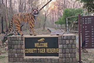 Dhikala Zone Of Jim Corbett National Park Reopens, Tourists Thrilled For First Safari Of Season