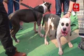 मेकअप और चश्मा लगाकर डाॅग्स ने शो में बिखेरा जलवा