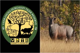 SAGAR NAURADEHI TIGER RESERVE