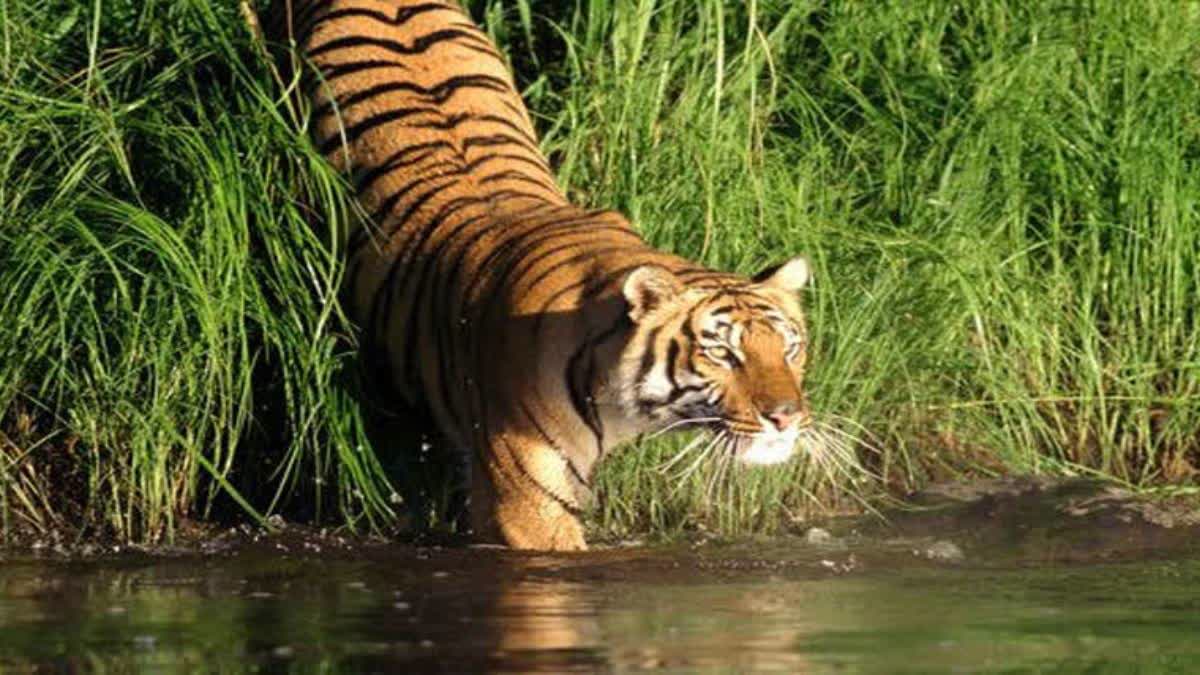 ফের সুন্দরবনে পর্যটকদের ক্যামেরাবন্দি রয়্যাল বেঙ্গল টাইগার, দেখুন ভিডিয়ো