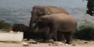 கோயில் தொட்டியில் தண்ணீர் குடித்த யானைகள்