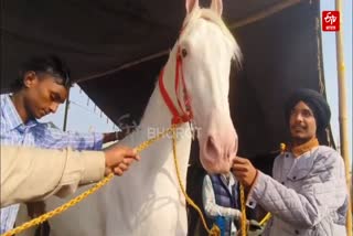 Nukra breed horse Pratap Roop worth Rupees One crore reaches Kurukshetra PDFA Dairy & Agriculture Exhibition 2025
