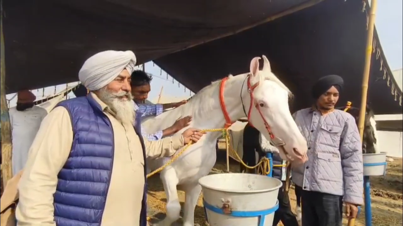 A five-star life: the stallion receives oil massage, eats almond milk, apples, chickpeas and boiled barley
