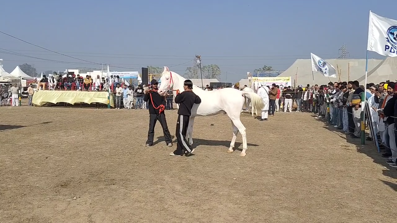 Pratap Roop, Punjab's Rs 1 Crore Superstar Horse, Steals The Show At Kurukshetra Animal Fair