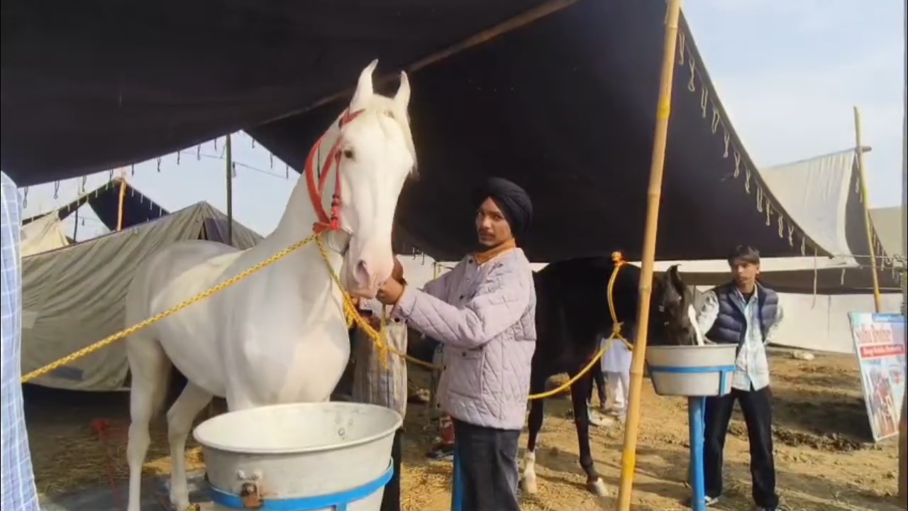The Crown Jewel of Kurukshetra: Pratap Roop The Rs. 1-Crore Superstar Horse