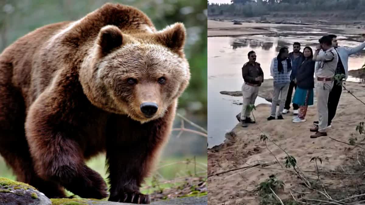 गोहपारू : बुजुर्ग पर भालू ने किया हमला, मौत