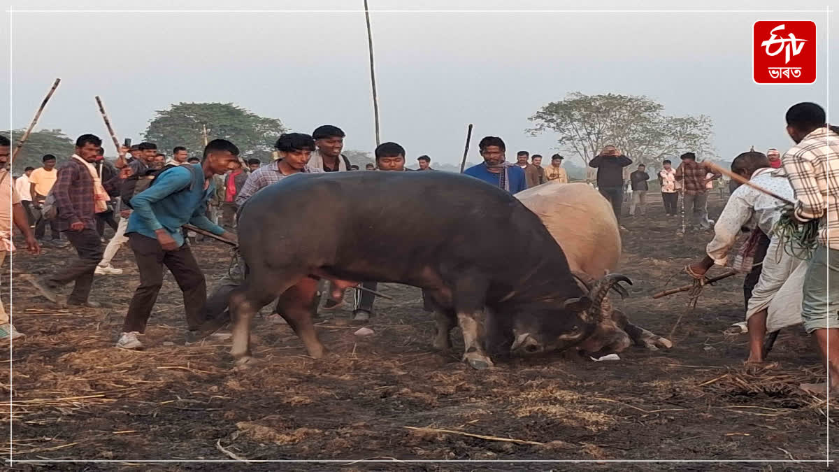 Traditional Buffalo Fight during Magh Bihu held in Nagaon