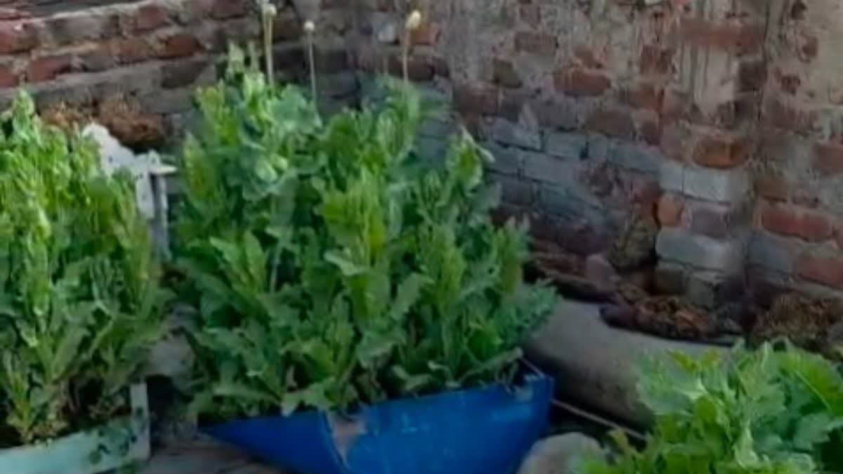 https://imgs.etvbharat.com/etvbharat/prod-images/16-01-2026/1200-675-25824342-thumbnail-16x9-opium.jpg