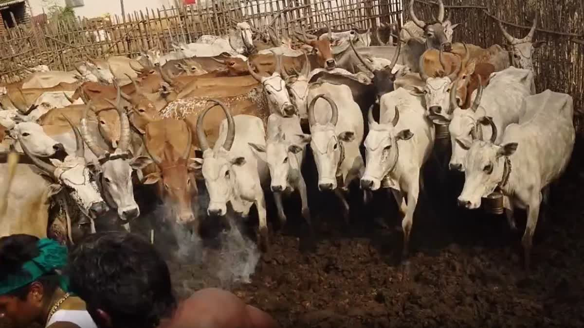 தேனி: ஒரே நேரத்தில் நூற்றுக்கும் மேற்பட்ட மாடுகளை வழிபட்டு மக்கள் உற்சாகம்