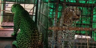 CHIKKAMAGALURU  ಗಂಡು ಚಿರತೆ ಸೆರೆ  ಚಿರತೆ ವಿಡಿಯೋ  MALE LEOPARD CAPTURED