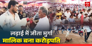 मुर्गे की लड़ाई ने बनाया करोड़पति
