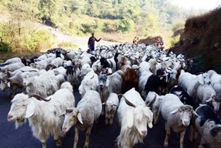 गद्दी समुदाय पशुपालकों के लिए परियोजना को सरकार ने दी मंजूरी
