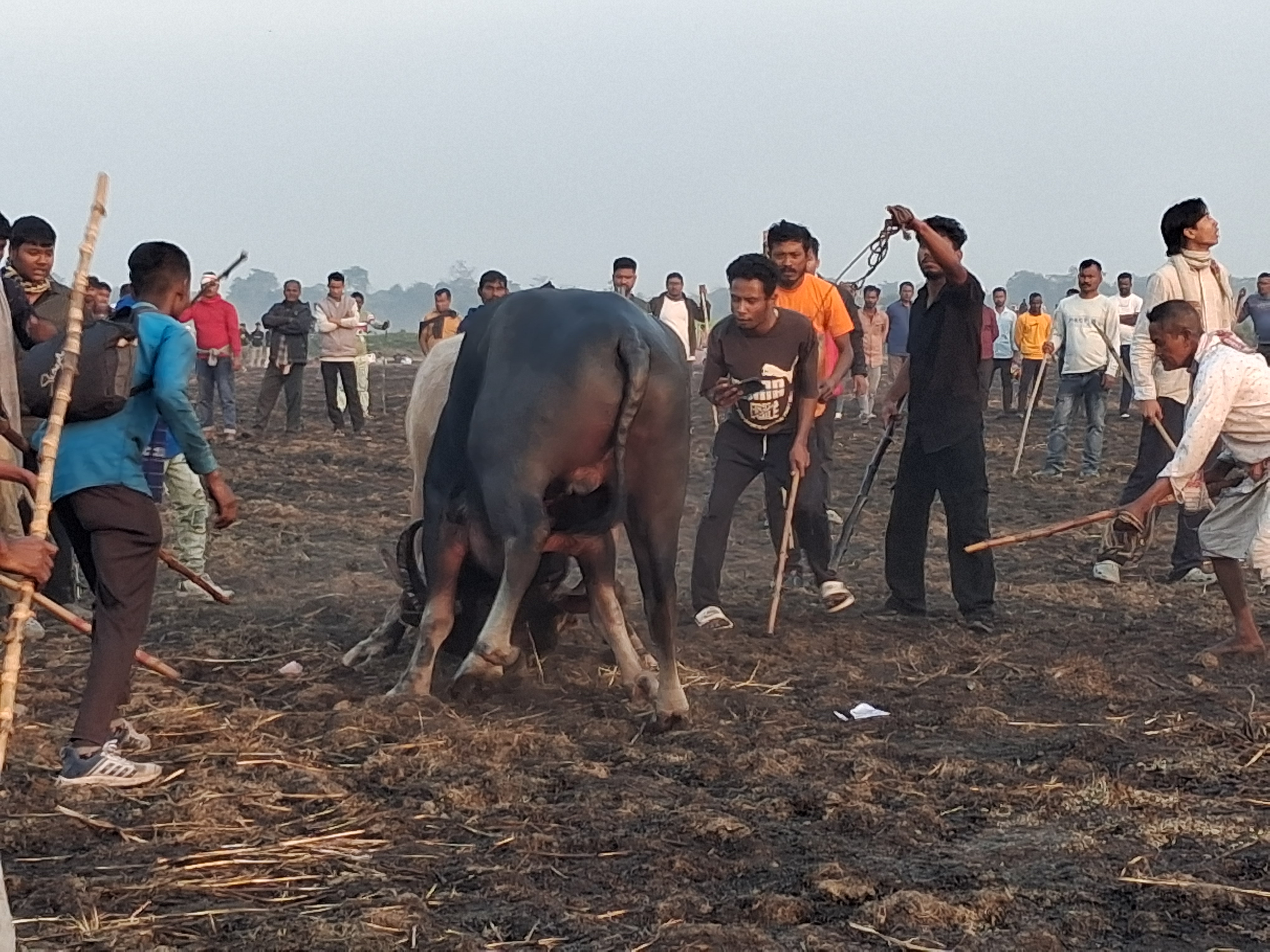 Traditional Buffalo Fight during Magh Bihu held in Nagaon