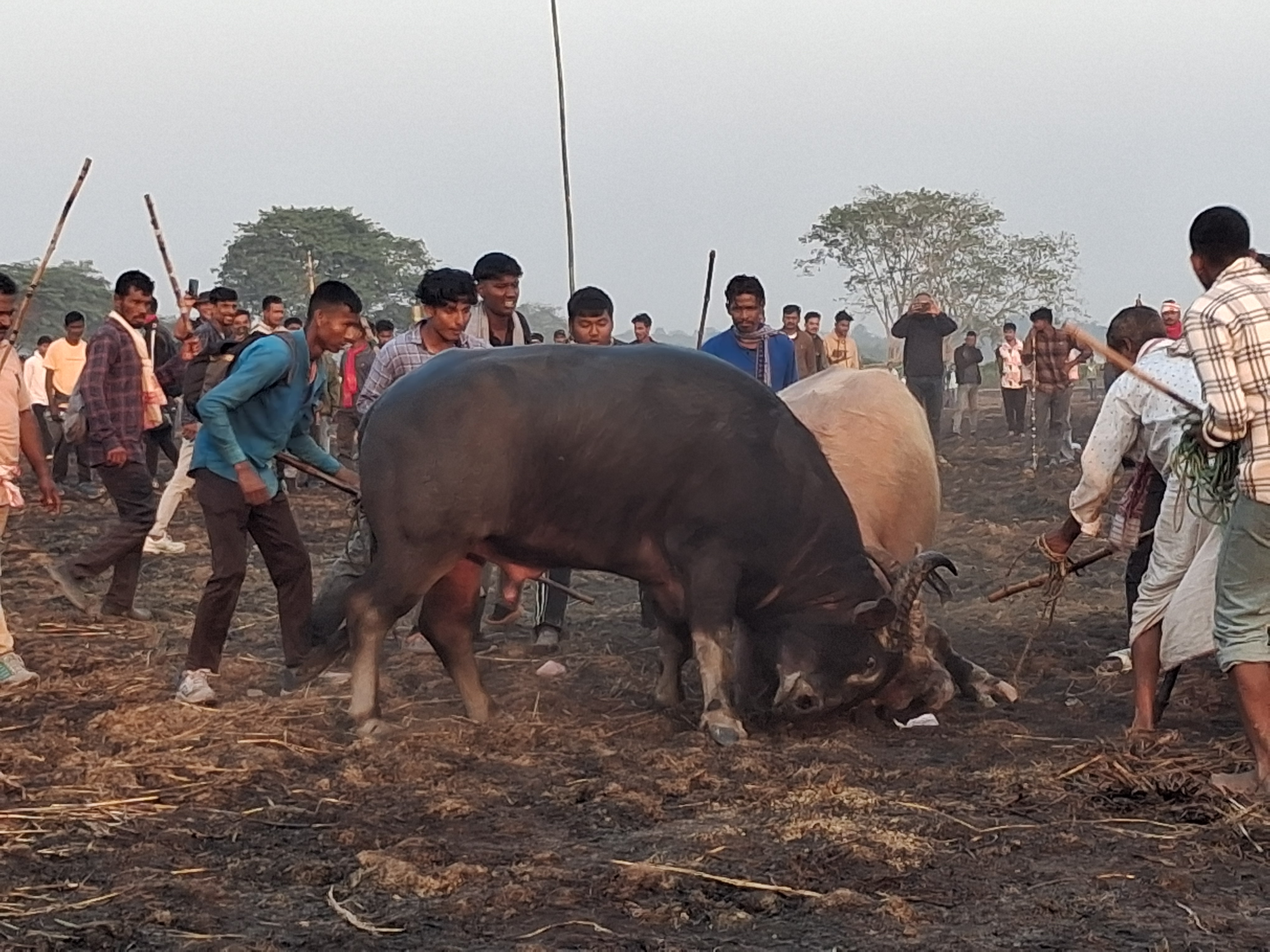 Traditional Buffalo Fight during Magh Bihu held in Nagaon