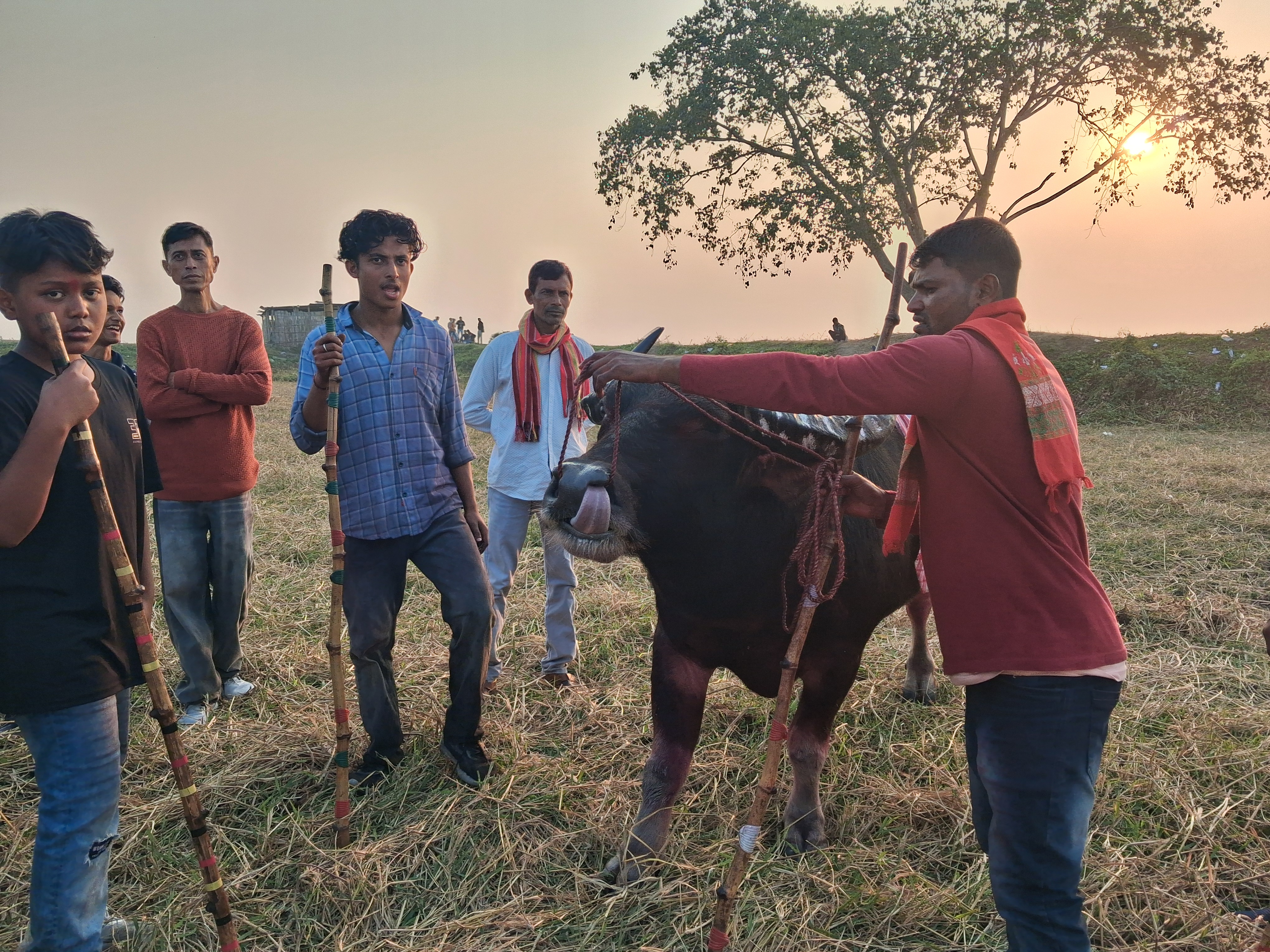Traditional Buffalo Fight during Magh Bihu held in Nagaon