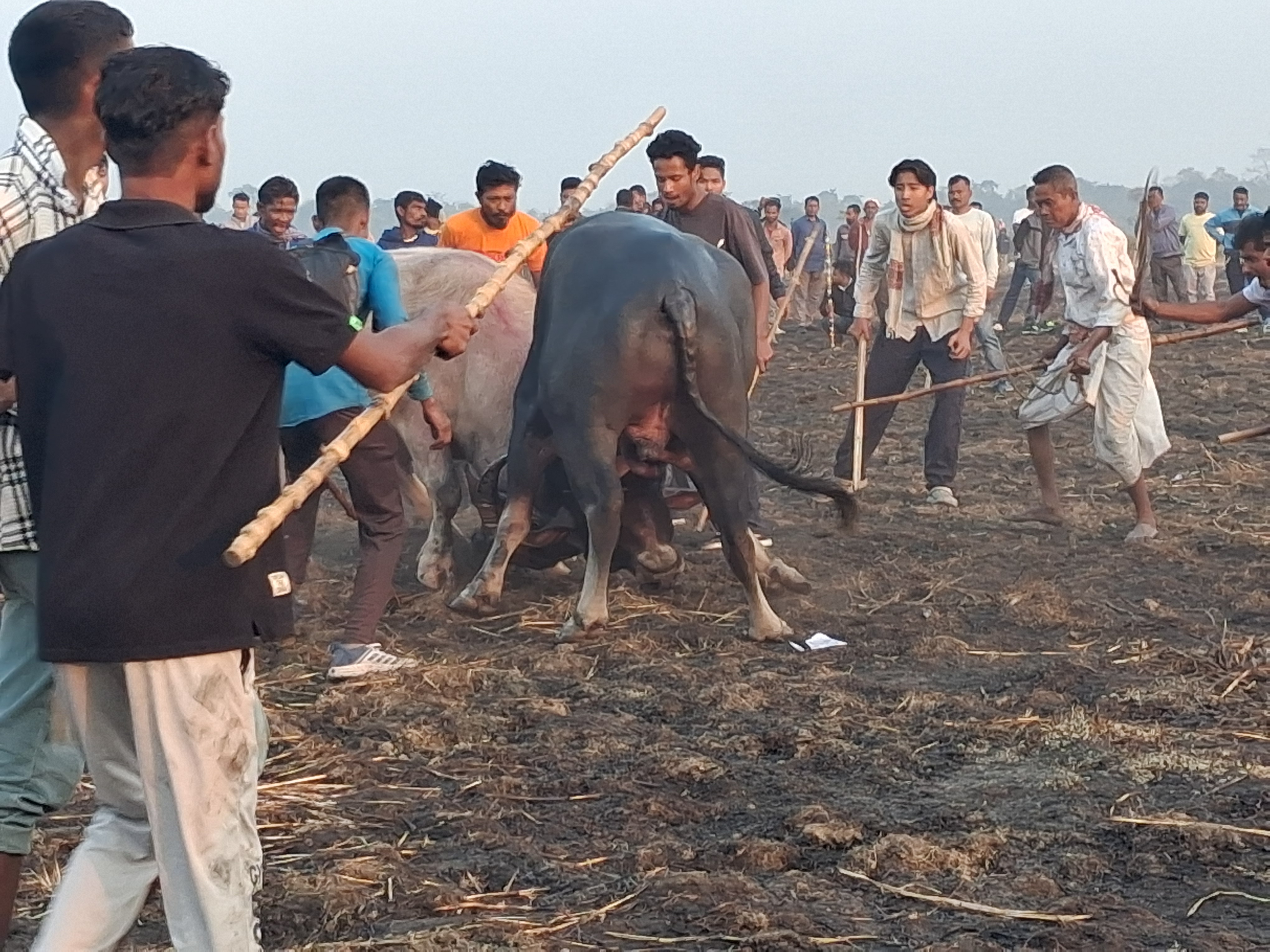 Traditional Buffalo Fight during Magh Bihu held in Nagaon