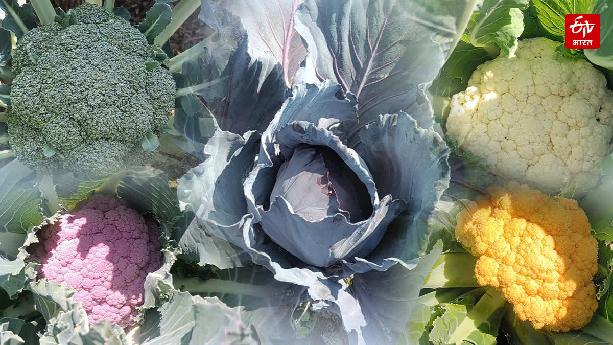 Sirmaur Antioxidant rich vegetables