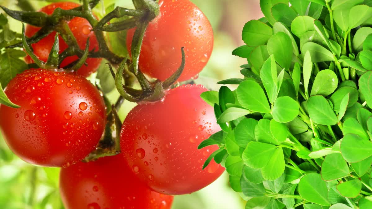 tomato-methi-soya_recipe