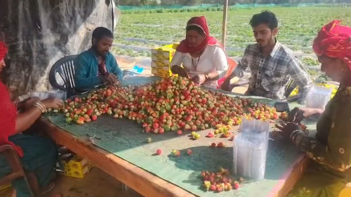 STRAWBERRY FARMING IN BHIWANI
