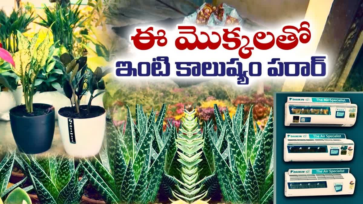 How to Control Indoor Pollution with Plants