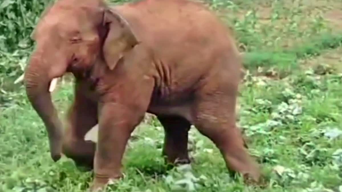 elephant attacking people