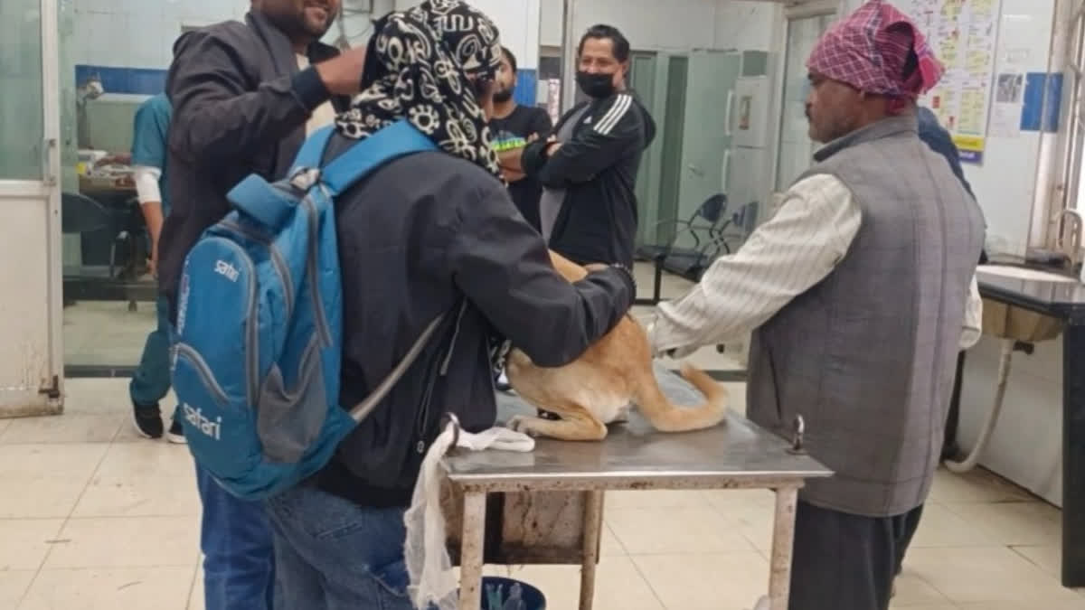 Bhopal Plans State’s First Smart Dog Shelter Amid Rising Dog Bite Cases