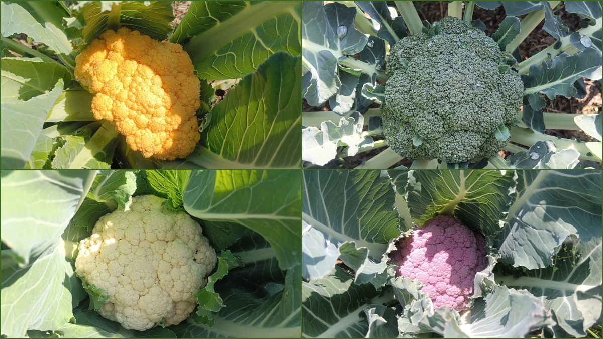 Sirmaur Antioxidant rich vegetables