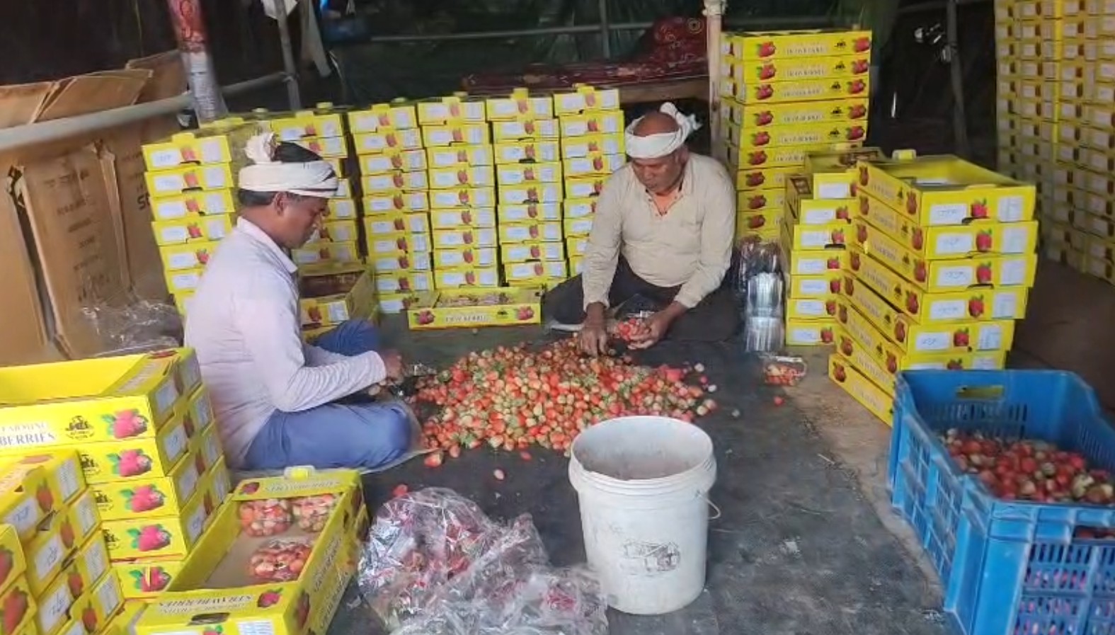 STRAWBERRY FARMING IN BHIWANI