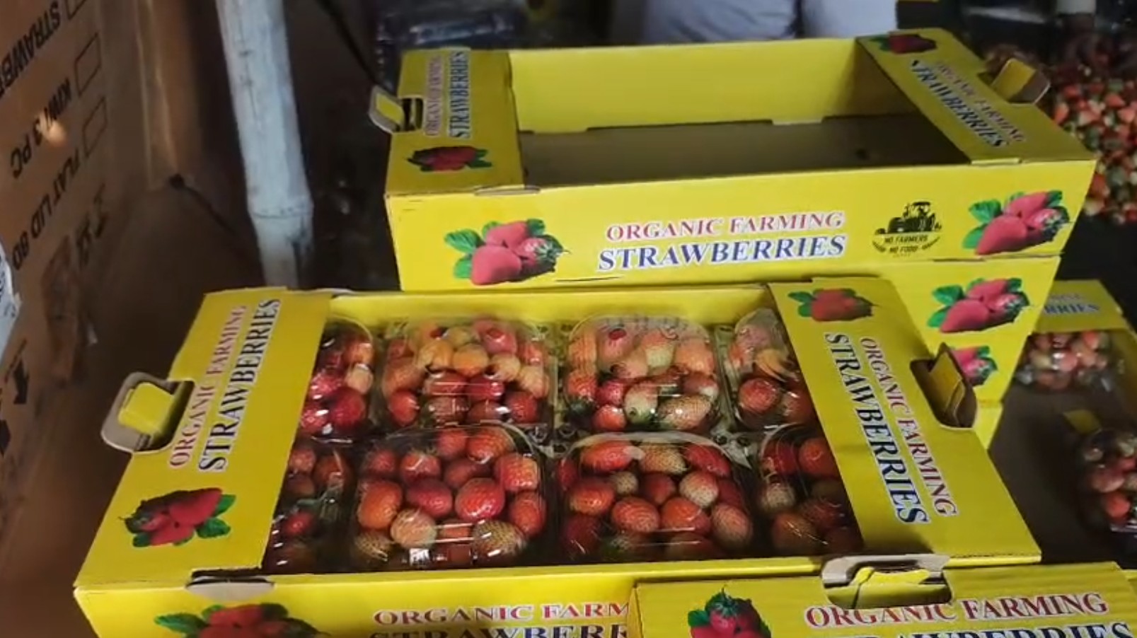 STRAWBERRY FARMING IN BHIWANI