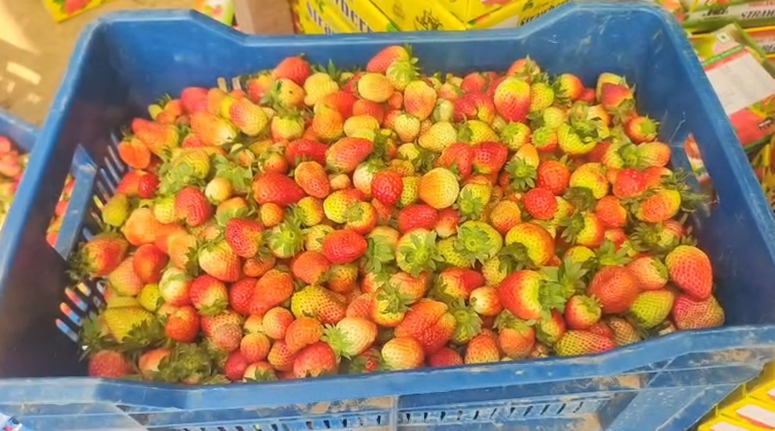 STRAWBERRY FARMING IN BHIWANI