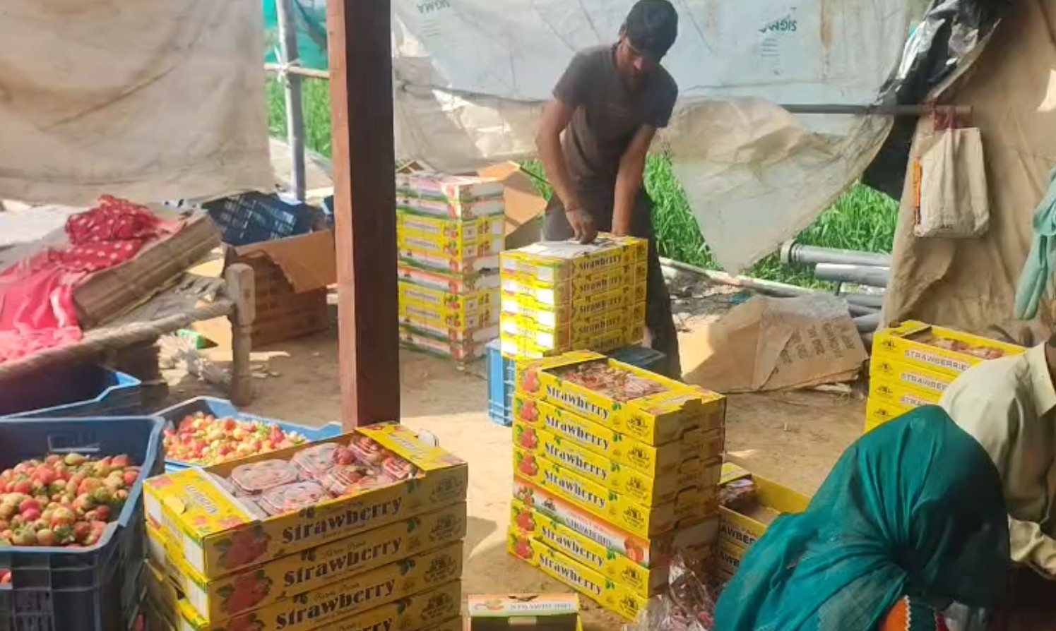 STRAWBERRY FARMING IN BHIWANI
