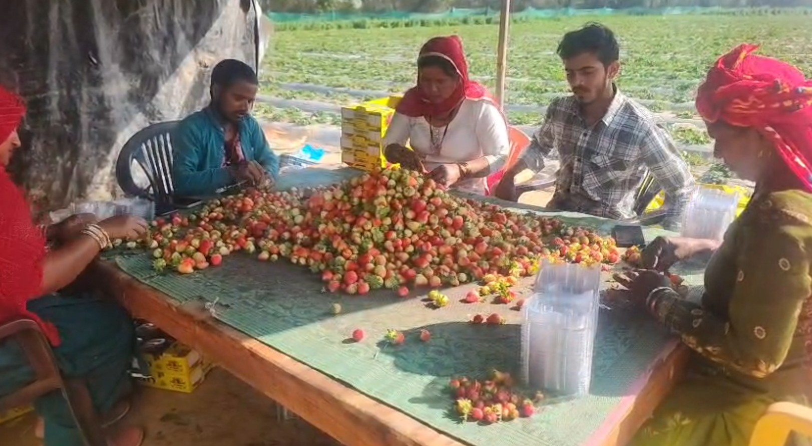 STRAWBERRY FARMING IN BHIWANI
