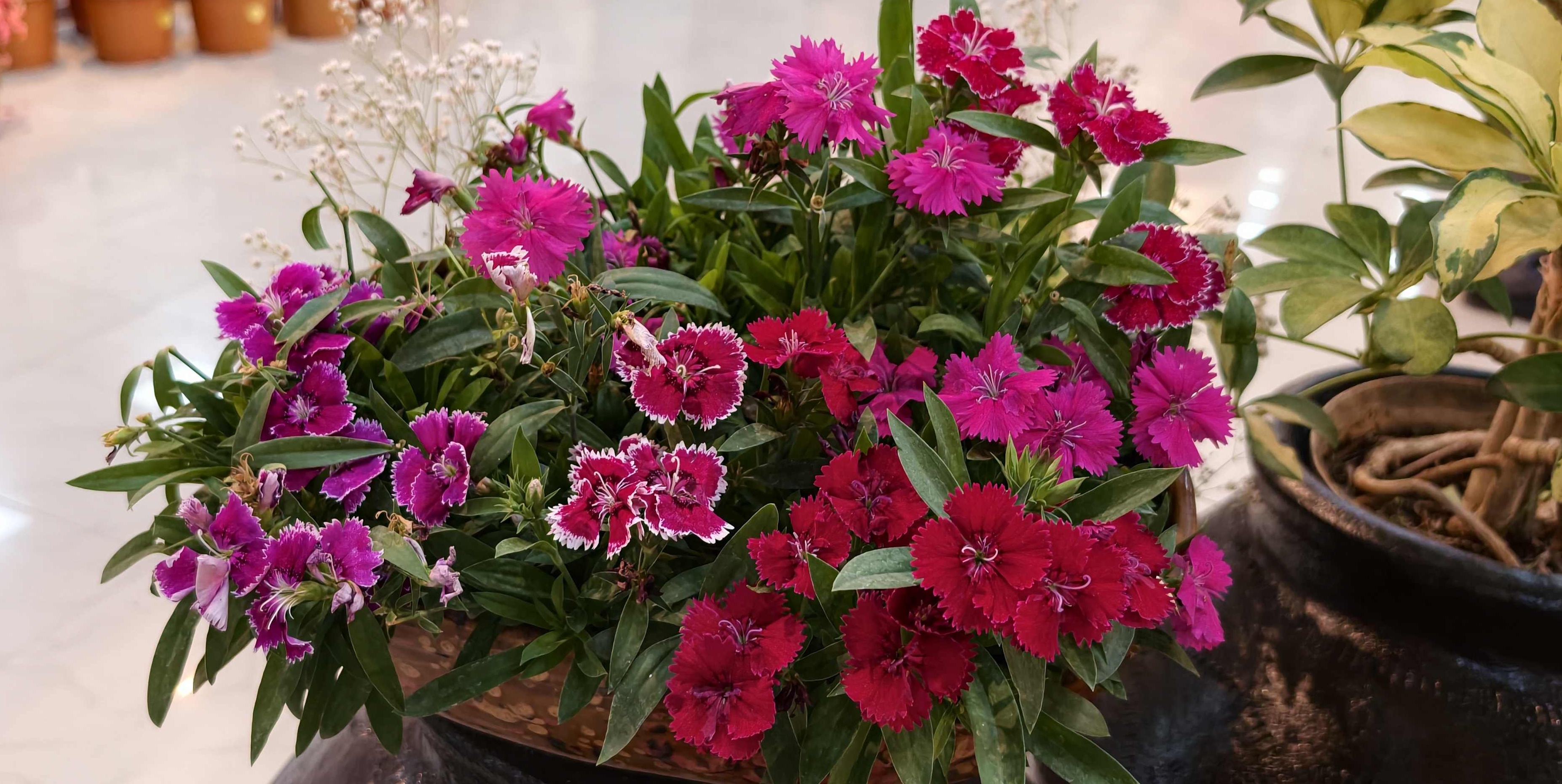 dewas Rose Exhibition