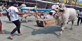 Bull Competition at Mahanandi in Nandyal District