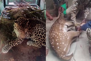 CHAMARAJANAGAR  ಚಿರತೆ ಸೆರೆ  ಜಿಂಕೆ ರಕ್ಷಣೆ  DEER CAPTURED