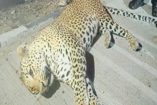 Panther dies after being crushed by a vehicle
