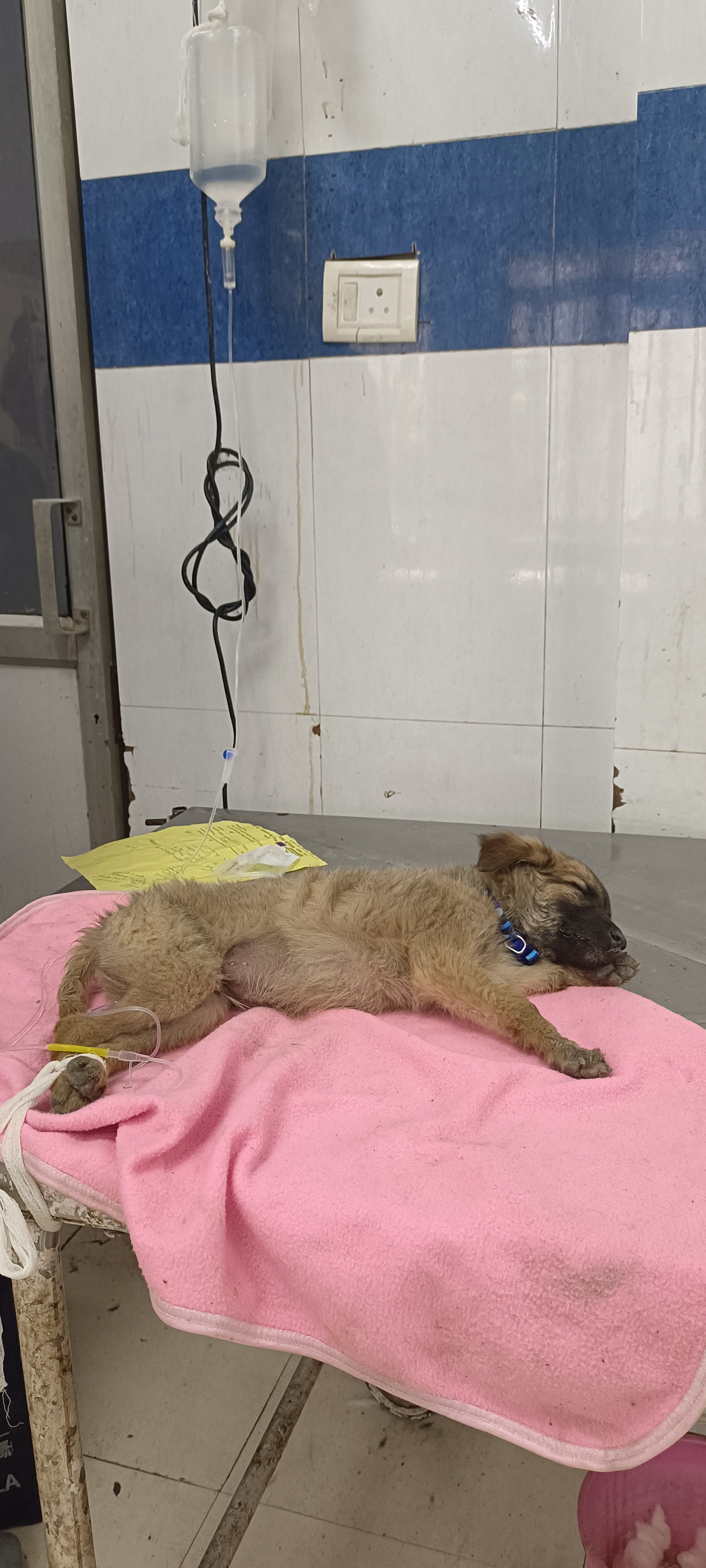 Madhya Pradesh's first smart dog shelter will be built in Kalapani