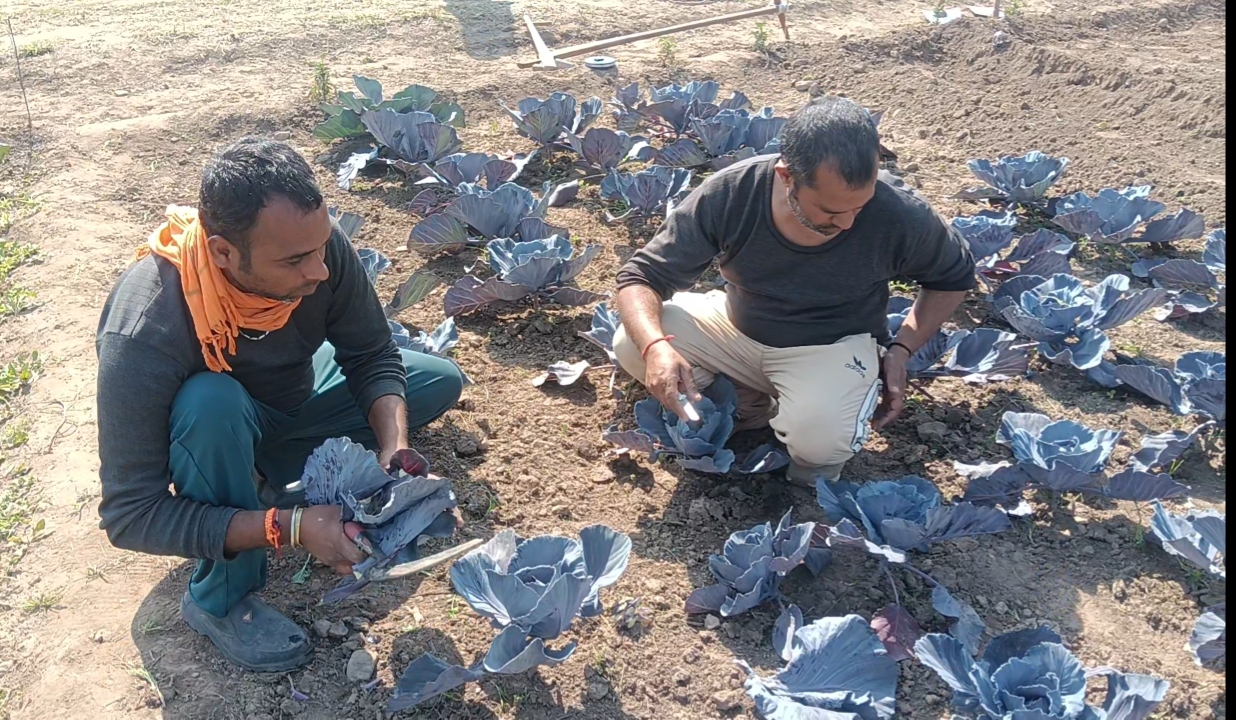 Sirmaur Antioxidant rich vegetables