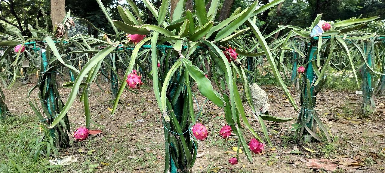 ड्रैगन फ्रूट की खेती