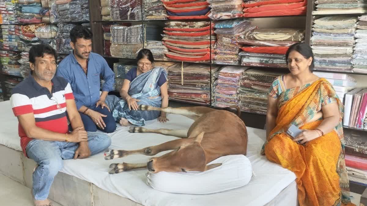 Unique love for Cow