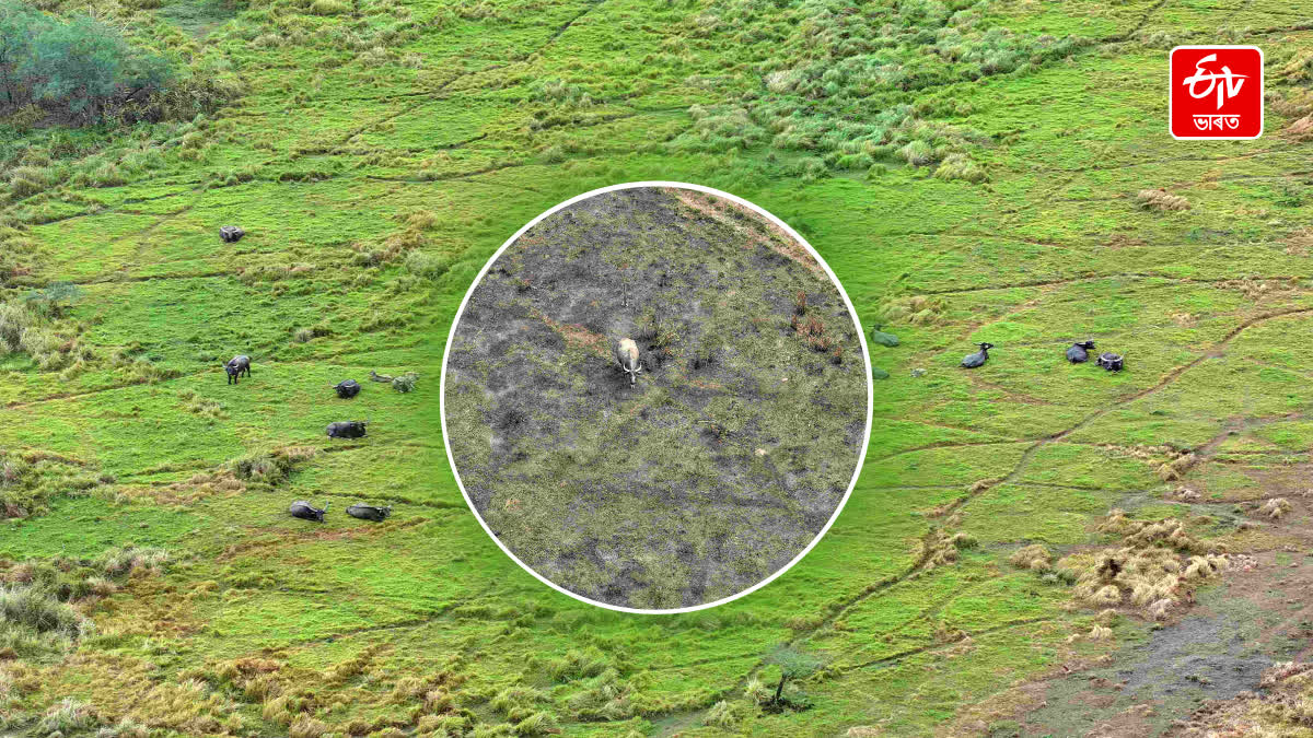 wild buffalo will be transferred from Kaziranga Madhya Pradesh