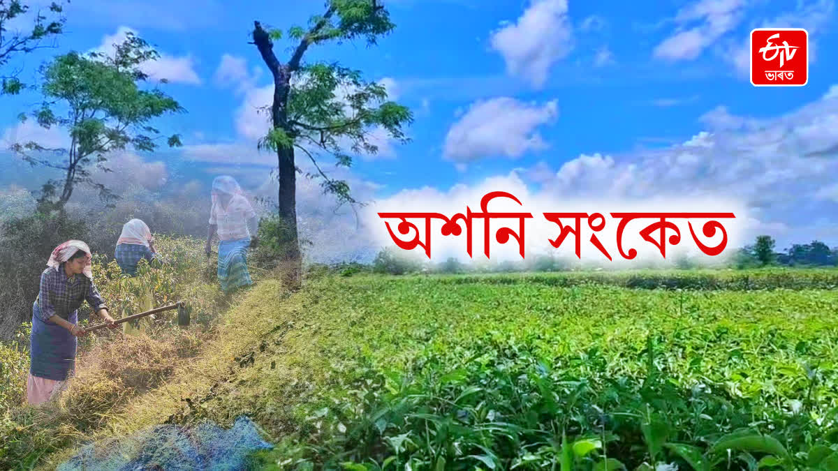 small tea farmers on green tea leaves price