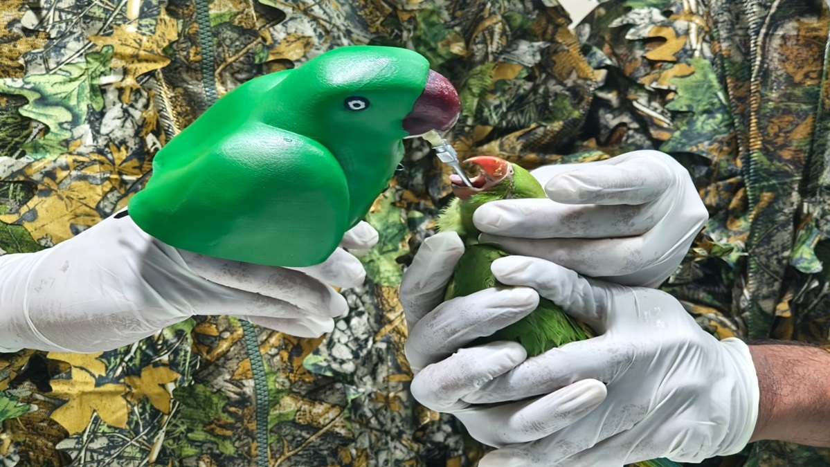 Bengaluru witnessed an unusual collaboration between wildlife rescuers and engineering students when a 3D-printed feeding device helped save 46 orphaned parakeet chicks.