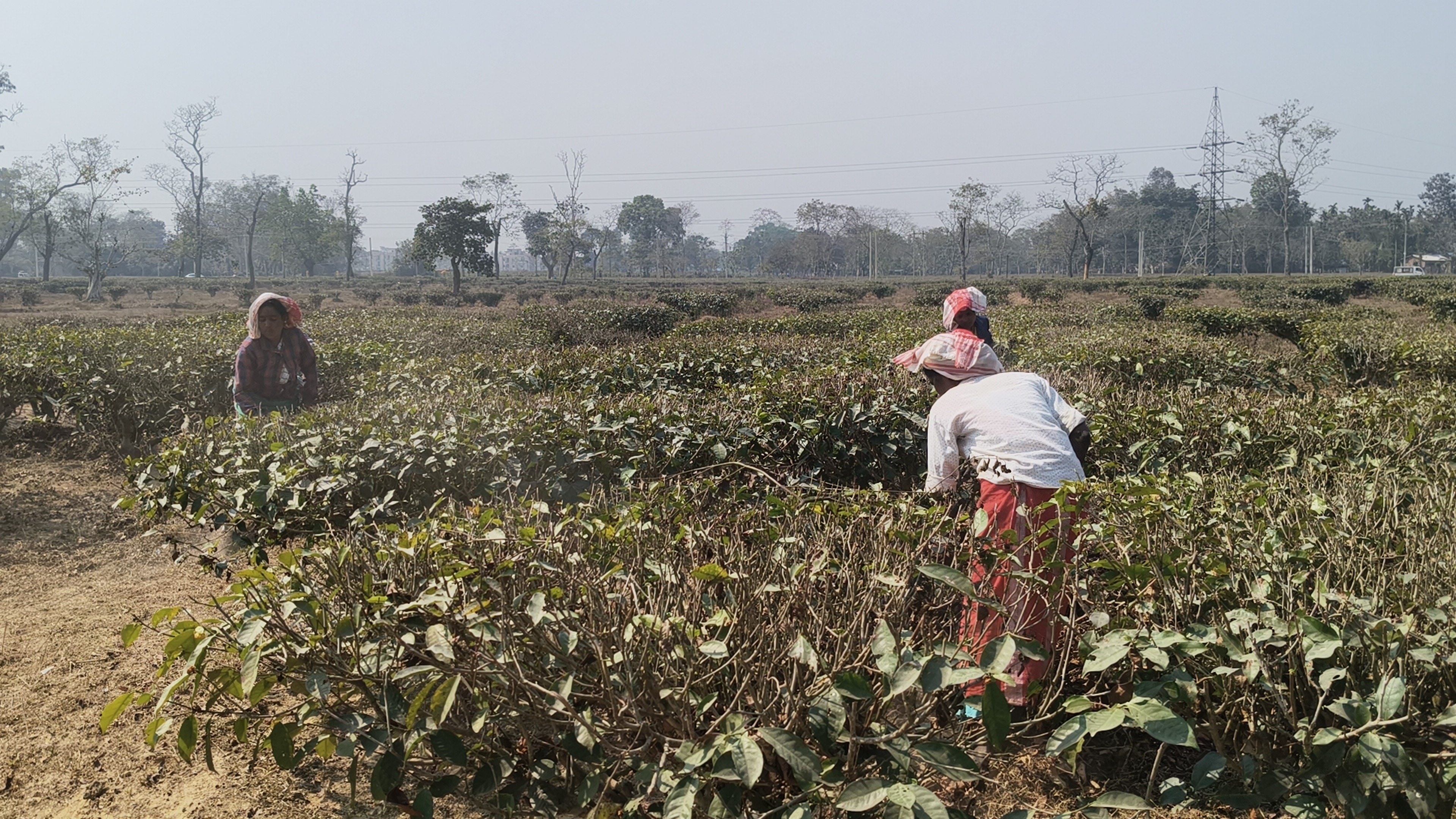 Tea garden of Assam
