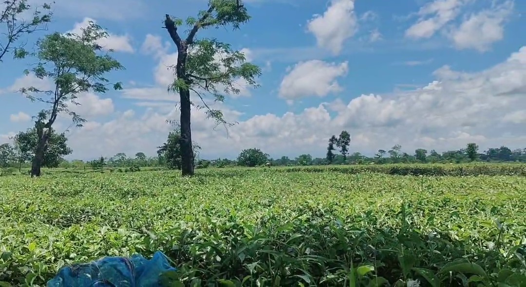 Tea garden of Assam